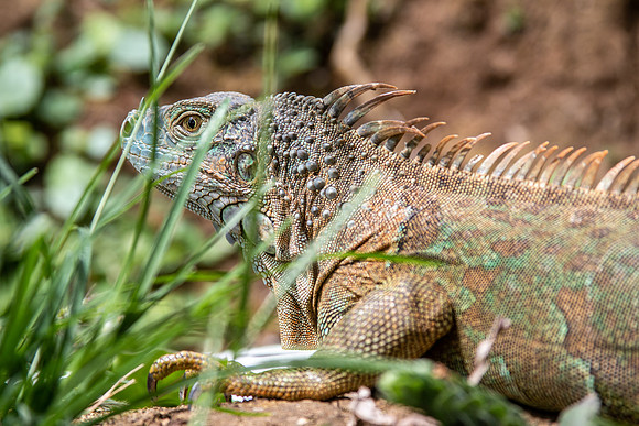 Iguana - Costa Rica 2022-27