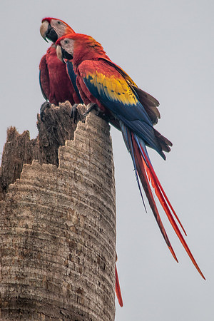 Scarlet Macaw (Lapas Rojas) - Costa Rica 2022-5