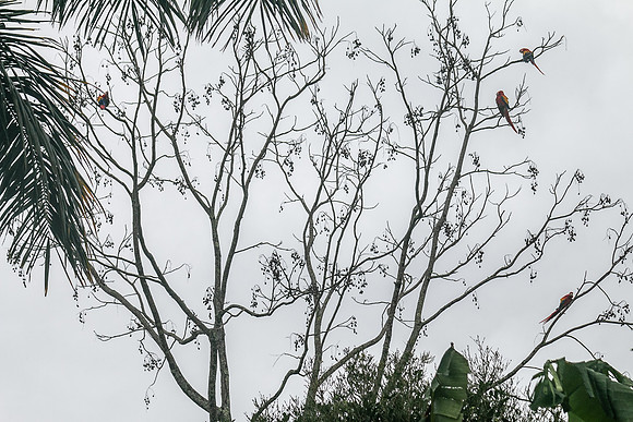 Scarlet Macaw (Lapas Rojas) - Costa Rica 2022-15