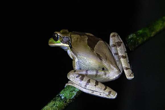 Masked tree frog - Costa Rica 2022-42