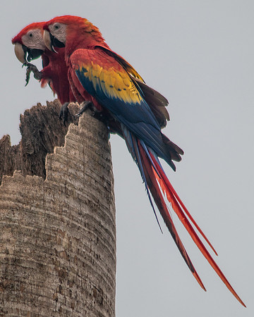 Scarlet Macaw (Lapas Rojas) - Costa Rica 2022-6