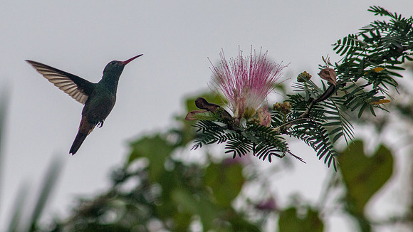 Hummingbird - Costa Rica 2022-26
