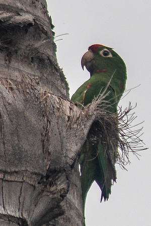 Parrot - Costa Rica 2022-24