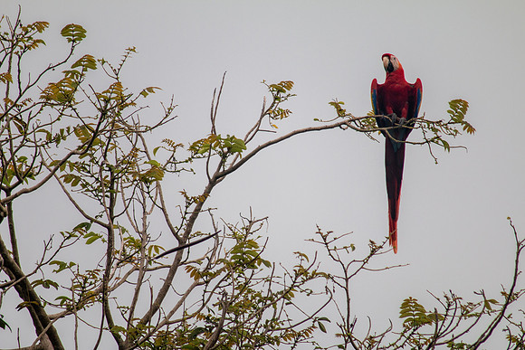 Scarlet Macaw (Lapas Rojas) - Costa Rica 2022-9