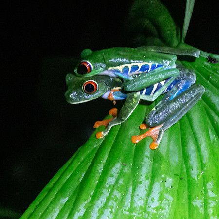 Red-eyed tree frog - Costa Rica 2022-50