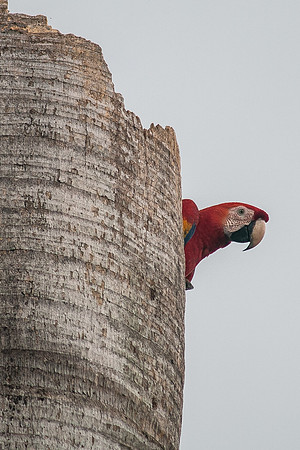 Scarlet Macaw (Lapas Rojas) - Costa Rica 2022-19