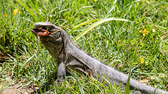 Iguana with lunch - Costa Rica 2022-71