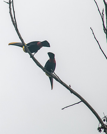Chestnut-mandibled toucan - Costa Rica 2022-23