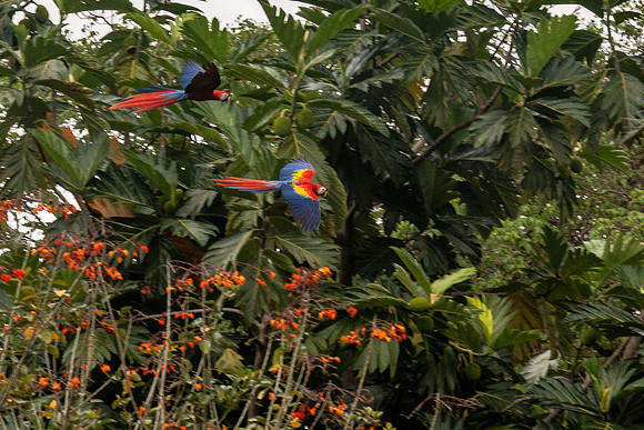 Scarlet Macaw (Lapas Rojas) - Costa Rica 2022-14