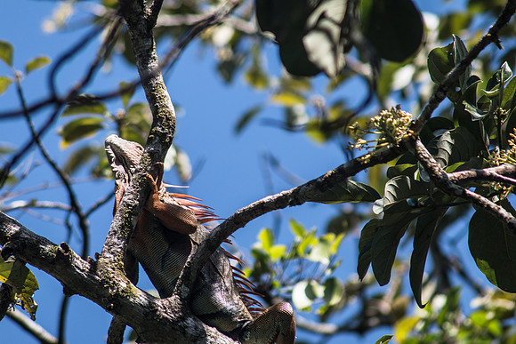 Costa Rica 2018-6