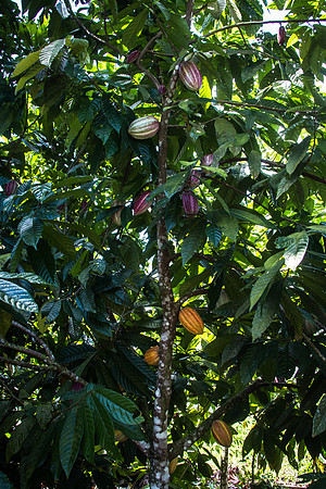 Costa Rica 2018-21