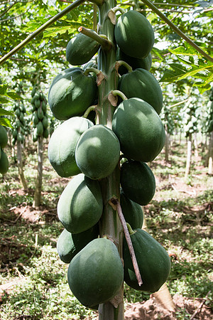 Costa Rica 2018-30