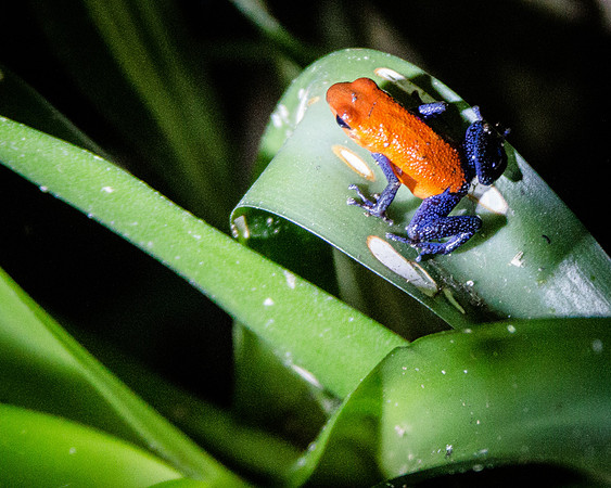 Costa Rica 2018-58