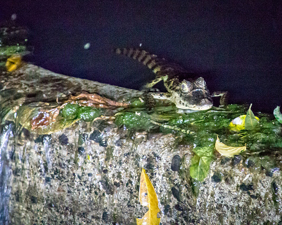 Costa Rica 2018-59