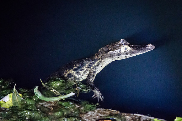 Costa Rica 2018-60