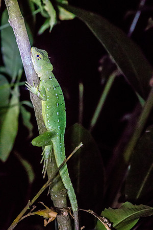 Costa Rica 2018-61