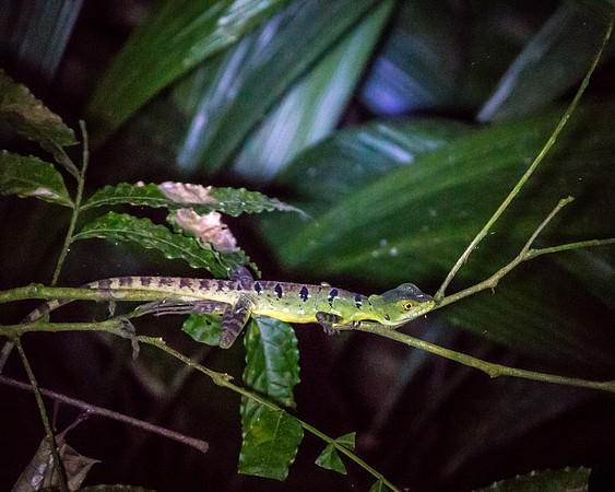 Costa Rica 2018-65