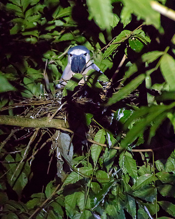 Costa Rica 2018-66