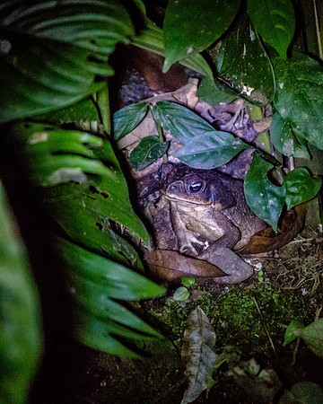 Costa Rica 2018-68
