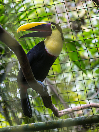 Costa Rica 2018-98