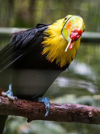 Costa Rica 2018-99