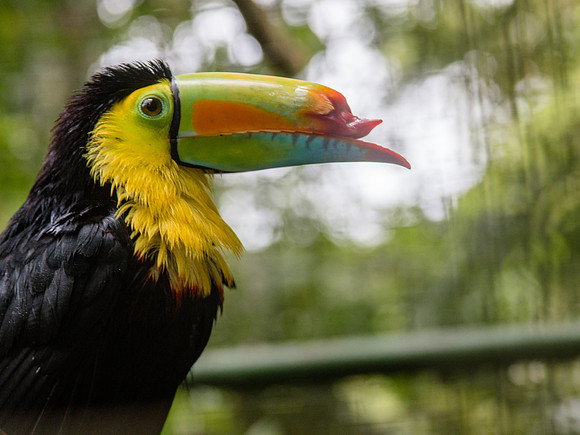 Costa Rica 2018-101