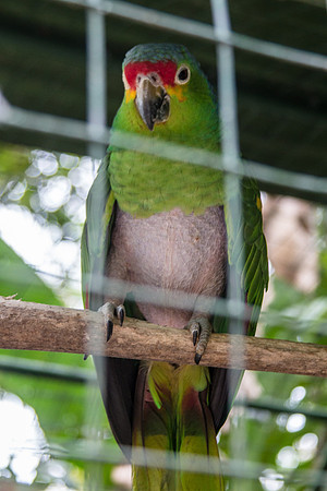 Costa Rica 2018-102