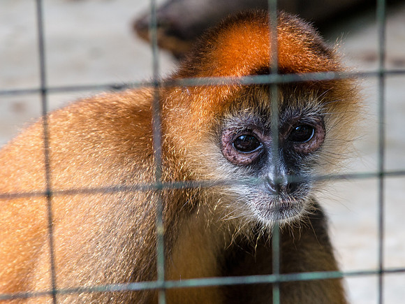 Costa Rica 2018-108