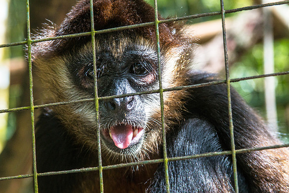 Costa Rica 2018-110