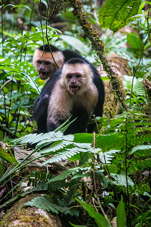 Costa Rica 2018-125