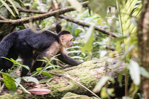Costa Rica 2018-126