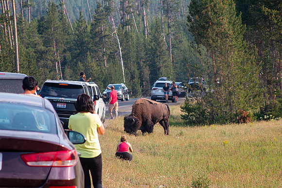 Yellowstone 2021-16