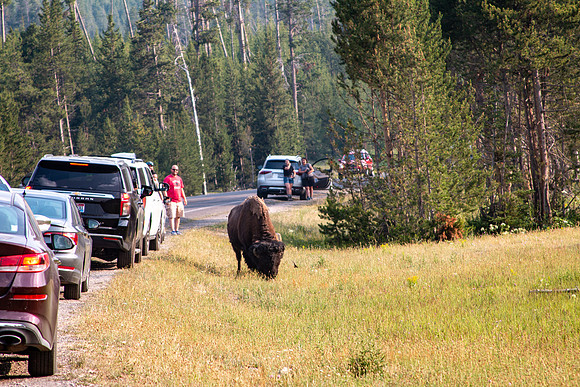 Yellowstone 2021-17