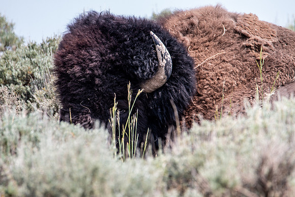 Yellowstone 2021-18