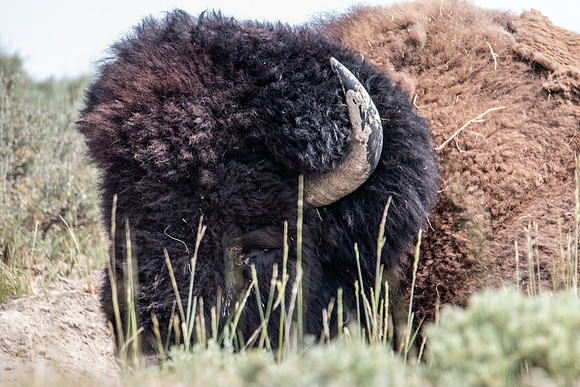 Yellowstone 2021-19