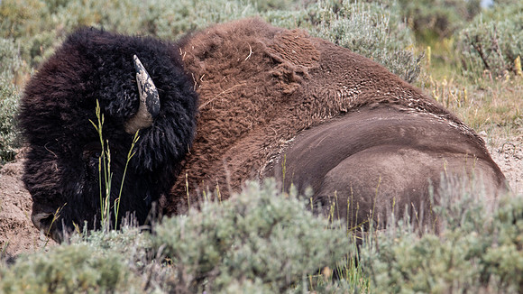 Yellowstone 2021-20