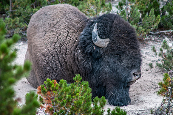 Yellowstone 2021-35