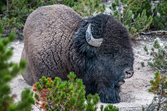 Yellowstone 2021-36