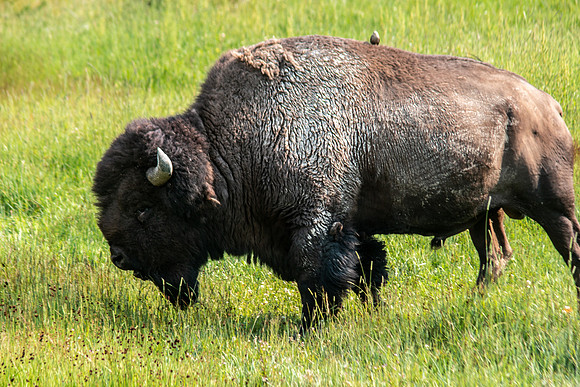 Yellowstone 2021-37