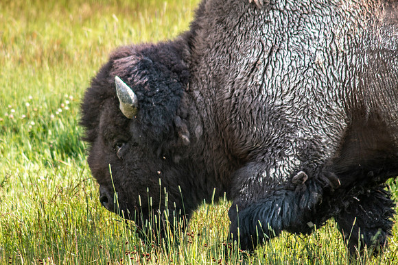 Yellowstone 2021-38