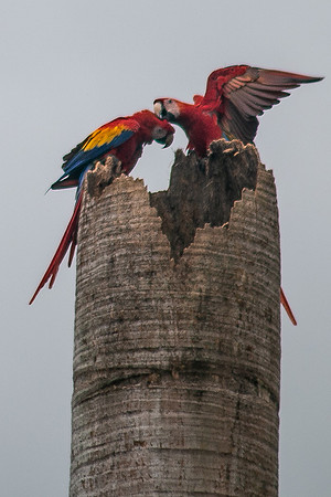 Scarlet Macaw (Lapas Rojas) - Costa Rica 2022-12