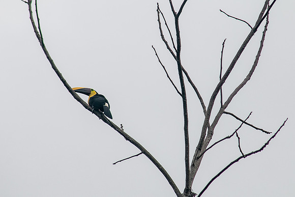 Chestnut-mandibled toucan - Costa Rica 2022-21