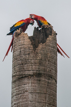 Scarlet Macaw (Lapas Rojas) - Costa Rica 2022-13