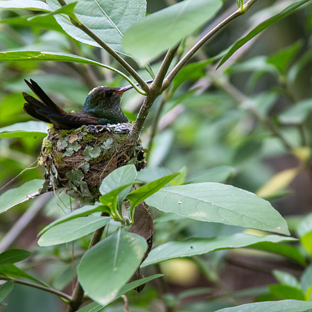 Hummingbird nest - Costa Rica 2022-55