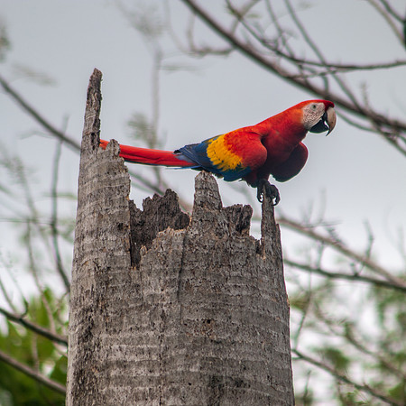 Scarlet Macaw (Lapas Rojas) - Costa Rica 2022-7