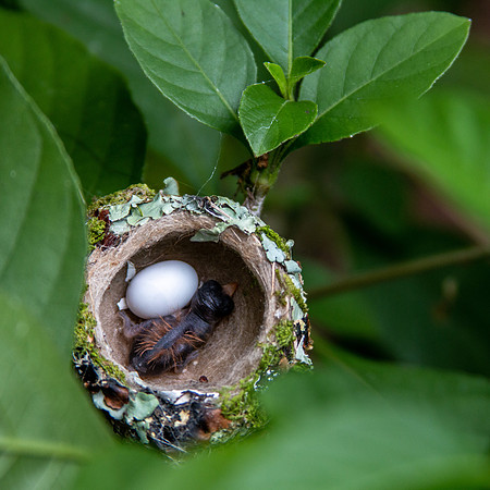 Baby Hummingbird & Egg - Costa Rica 2022-54