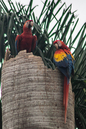Scarlet Macaw (Lapas Rojas) - Costa Rica 2022-2