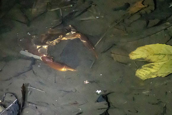 Crab - Costa Rica 2022-43