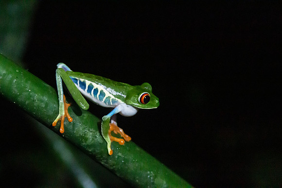 Red-eyed tree frog - Costa Rica 2022-51