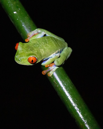 Red-eyed tree frog - Costa Rica 2022-48